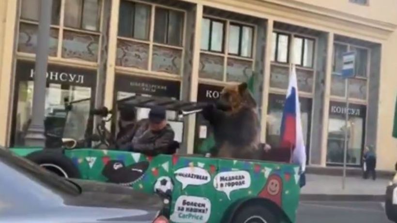 Средневековые русские варвары на ЧМ-2018 замучали медведя