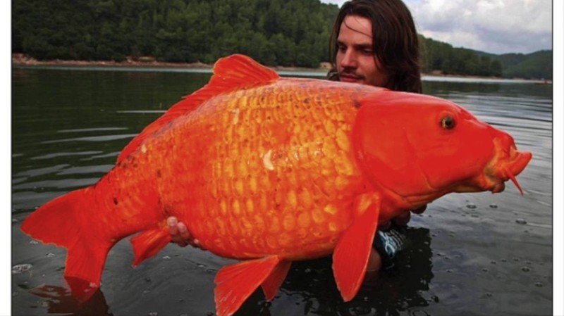 12. Гигантская золотая рыбка вид, вымысел, гигант, животные, мир, правда, природа, фото