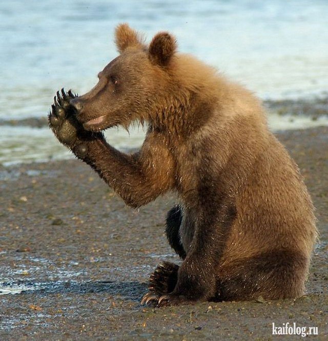 Дождались ! Наконец то наши гадят НА англичанку :)