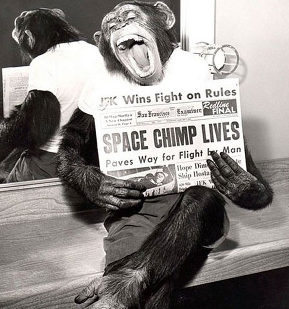 Шимпанзе, побывавшая в космосе, позирует с газетой, где написана статья об успешной космической миссии в 1961 году. вещи., время, история, люди, фото