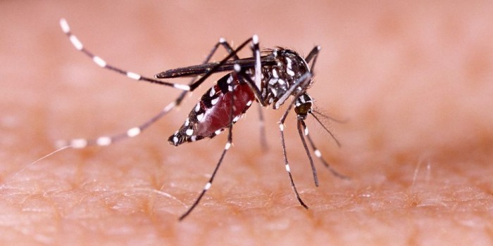 Твиттер навсегда заблокировал японца за угрозы комару