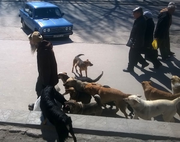 В Ялте бездомные собаки разорвали мужчину