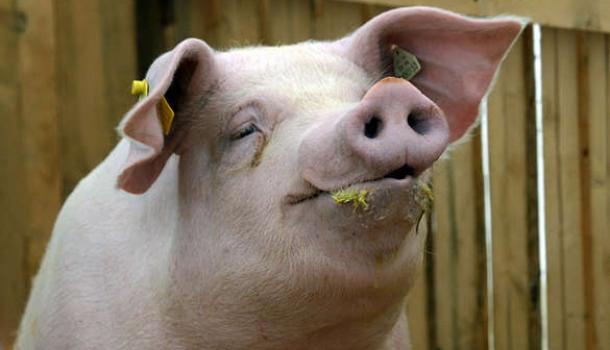 За свинью ответят: РФ может разорвать отношения с ВТО из-за эмбарго на свинину | Продолжение проекта «Русская Весна»