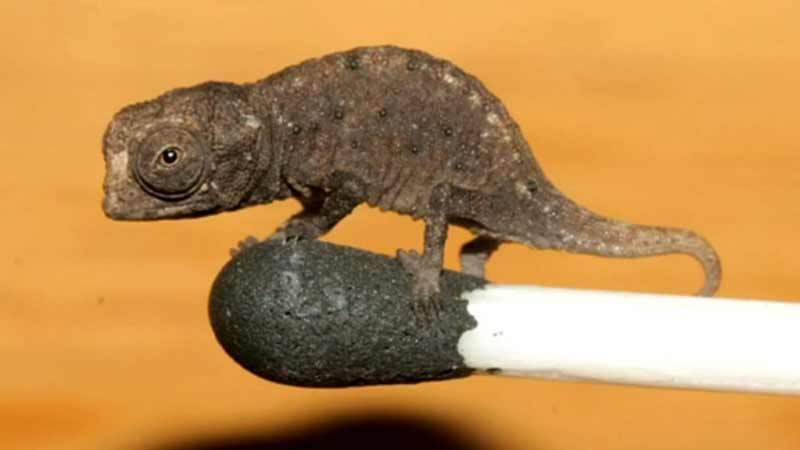 Brookesia minima - самый маленький хамелеон