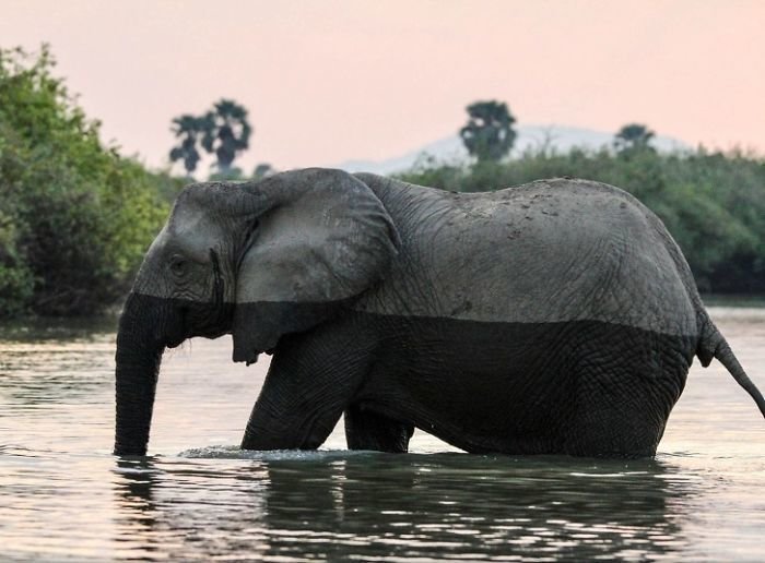 Слон пересекает реку, кищащую крокодилами national geographic, животные, конкурс, лучшие, пейзаж, победители