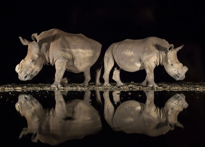 У носорогов спилены рога, чтобы спасти их от браконьеров national geographic, животные, конкурс, лучшие, пейзаж, победители
