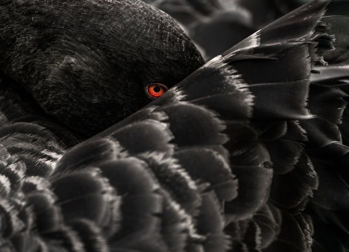 Взгляд черного лебедя national geographic, животные, конкурс, лучшие, пейзаж, победители