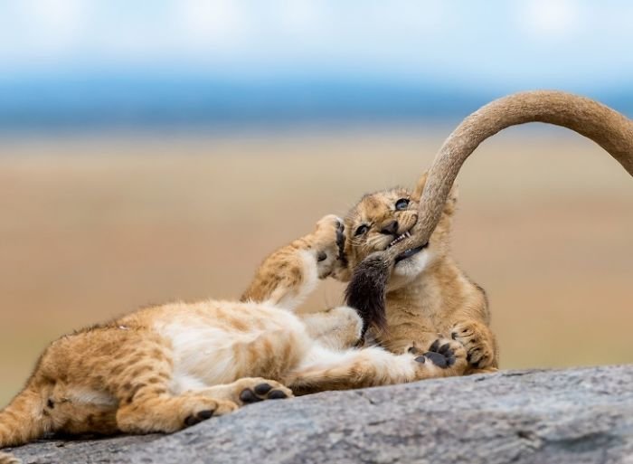 Львенок кусает маму за хвост national geographic, животные, конкурс, лучшие, пейзаж, победители