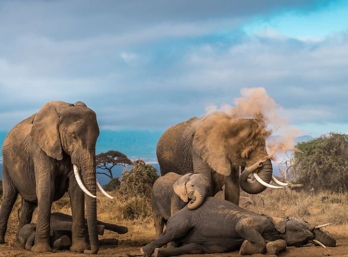Слоны принимают пыльные ванны national geographic, животные, конкурс, лучшие, пейзаж, победители