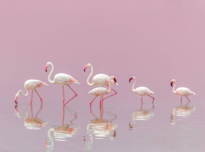 Фламинго national geographic, животные, конкурс, лучшие, пейзаж, победители