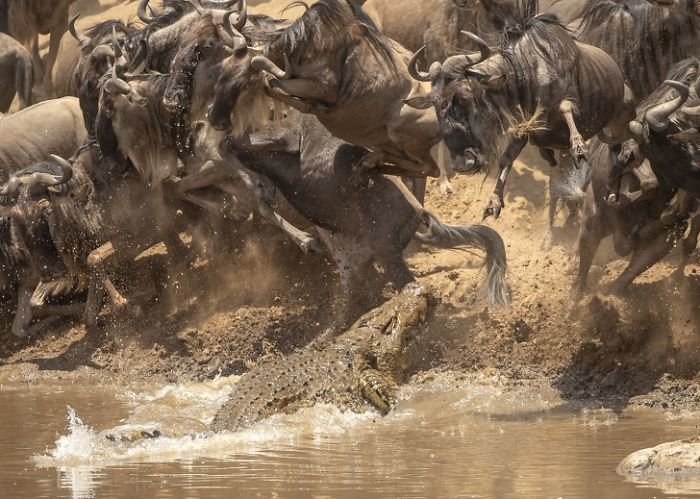 Крокодил охотится на антилоп гну national geographic, животные, конкурс, лучшие, пейзаж, победители