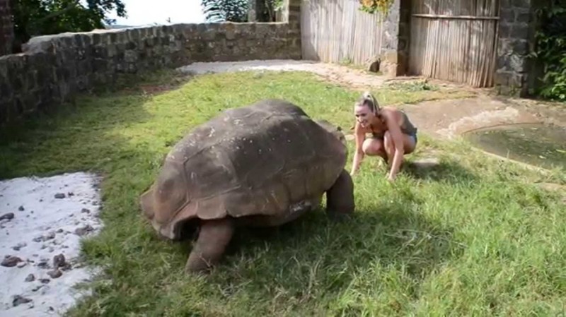 3. Гигантская черепаха вид, вымысел, гигант, животные, мир, правда, природа, фото
