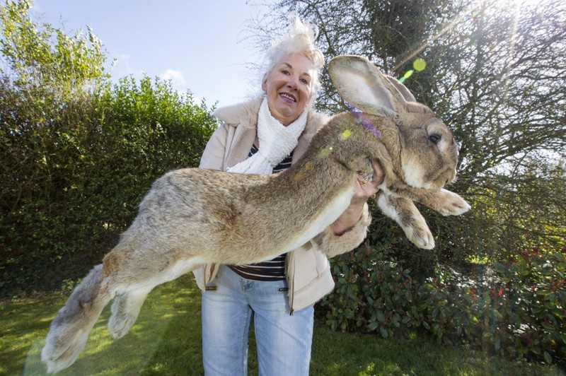 14. Гигантский кролик вид, вымысел, гигант, животные, мир, правда, природа, фото