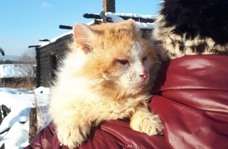 На Урале кот полтора года ждет погибших хозяев на пепелище златоуст, коты, факты