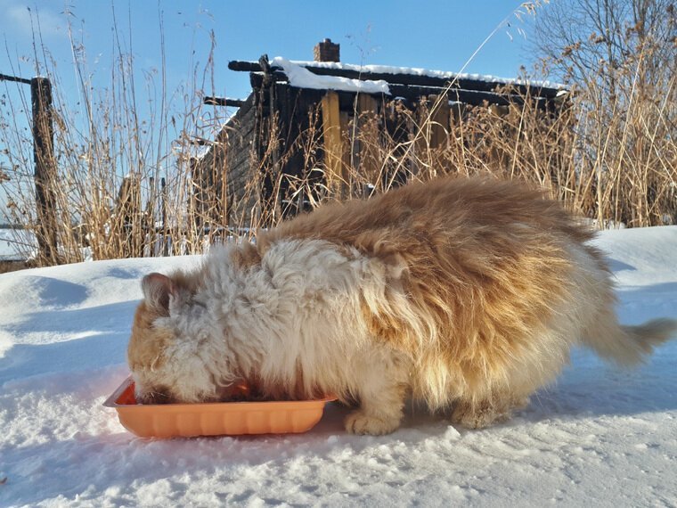 На Урале кот полтора года ждет погибших хозяев на пепелище златоуст, коты, факты